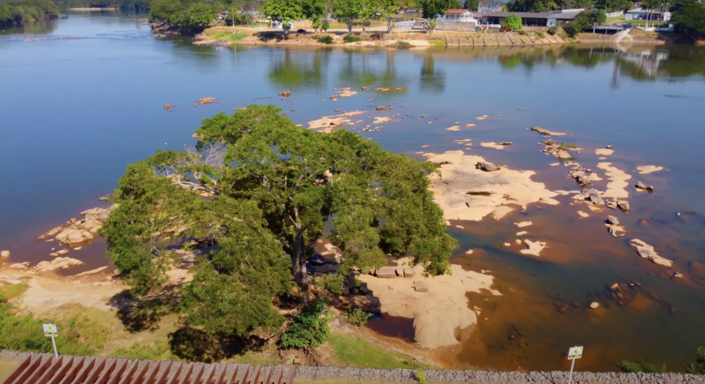 Exuberante floresta em Ji-Paraná, habitat de uma diversidade de fauna regional.